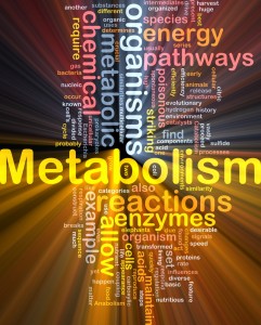 metabolism