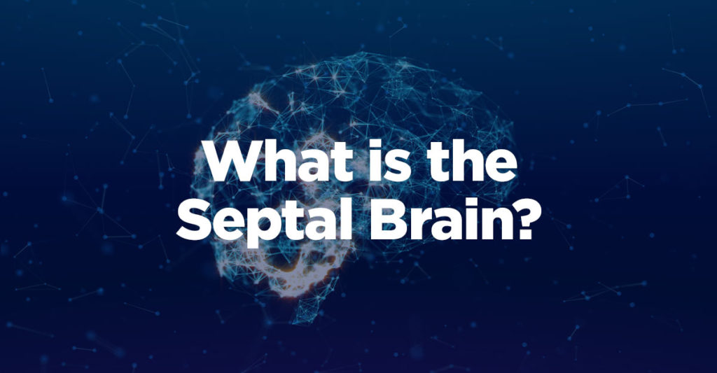 what is the septal brain